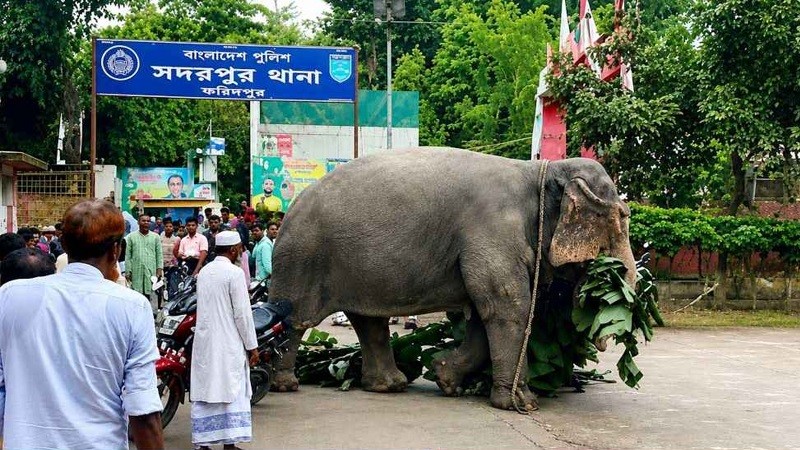 আদালতের নির্দেশে ‘ঘরে ফিরল’ হাতি
